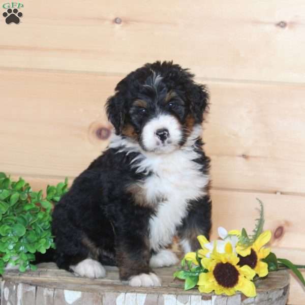 Cracker Barrel, Bernedoodle Puppy